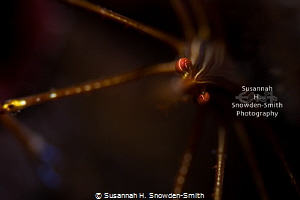 "Chiaroscuro" - I photographed this arrow crab using one ... by Susannah H. Snowden-Smith 